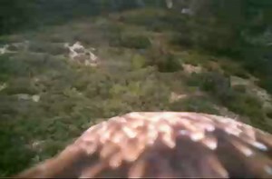 An eagle eye's view.