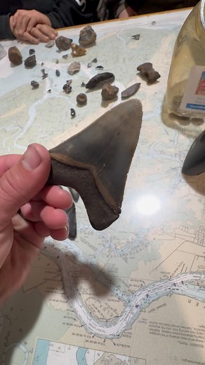KILLER finds today at shark tooth island 😝#sharktoothhunting #FossilHunting #sharktoothisland | Bull River Marina