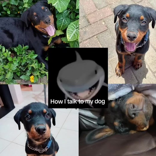 How to Talk to Your Dog: Effective Communication Tips