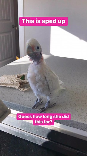 My cockatoo Coco is so funny. When she is full of it, she can bounce forever! She did this for over 3 mins! This was just a 1.5 min part. #cutebirds #birds #bird #cockatoo #cockatoos #dancing #cute #cuteanimals #cutevideos #rescue #bouncehouse #bounce | Lucky Lou and Coco Too