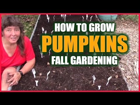 Growing Pumpkins In A Raised Bed Garden | Fall Gardening