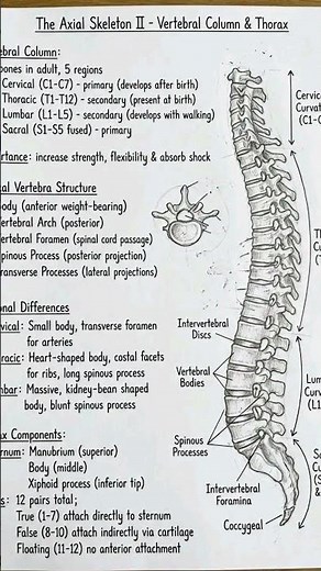 #skeleton #skeletonsystem #anatomyofskeleton #bones #bscnursing #anmnursing #gnmnursing