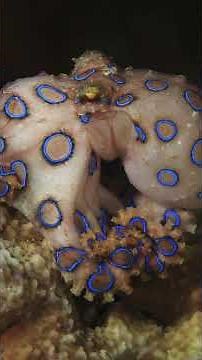 Why Australians Aren't Afraid of These Deadly Creatures #australia #mindset #wildlife