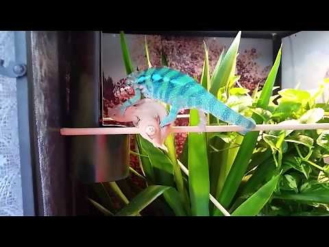 Panther Chameleon Breeding