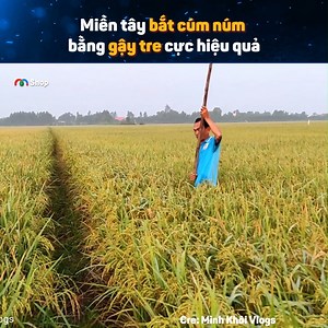 3.2M views · 10K reactions | Bắt cúm núm cực dễ bằng gậy tre Nguồn: Minh Khôi Vlogs Bản quyền được bảo vệ và quản lý bởi MCV Network #MCVNetwork #MCVGroup #MCVMedia #minhkhoivlogs #MCNYoutube | P336 Band | Facebook