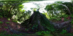 Rainforest in Borneo. Malaysia 360º Video | 360Cities