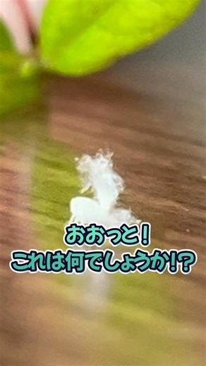 オオシラホシハゴロモの幼虫を発見！ 皆さんは、この昆虫を見たことがありますか？ ----------------------------- #ハゴロモ #カメムシ #オオシラホシハゴロモ #自然 #幼虫 #綿毛 #野外 #虫 #白 #かわいい #妖精 #生き物 #生物 #ファンタジー #緑 #岐阜ファミリーパーク #公園 #命 #成長 #岐阜市少年自然の家 #自然の家 | 岐阜市少年自然の家