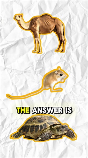 How Kangaroo Rats Survive Without Water 😳#animalfacts #animalshorts #kangaroorat #desertanimals #usa