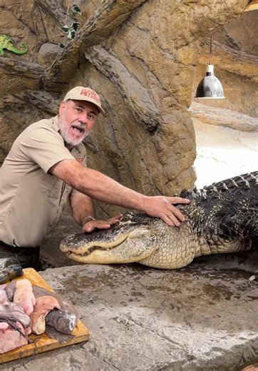 Meet Darth Gator: A Unique Pet Reptile