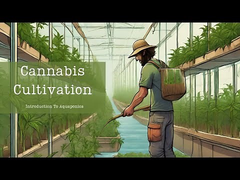 Cannabis Cultivation: Cannabis Aquaponics A Mesmerizing Journey of Growth and Sustainability! 🌿🐟"
