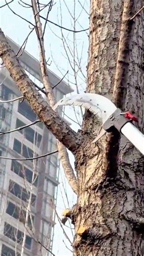 pruning and cutting tree branches in an urban area to maintain safety and promote healthy growth