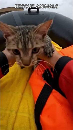 Brave Rescues Saving Cats From Floodwaters