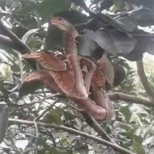 6.4K views · 22 reactions | When I first saw this, I was sure it was a snake and I was startled to the core! But when I took a closer look... Full story: in our comment⚡ | OneClick | Facebook