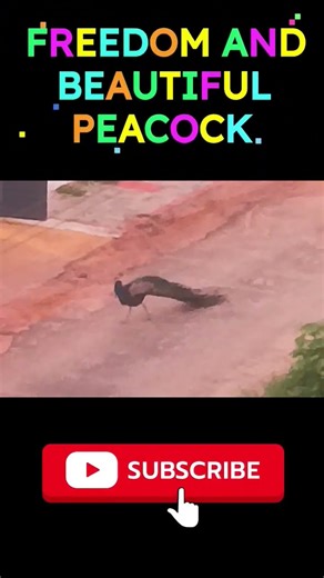 Freedom and beautiful Peacock