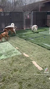 1.4K views · 69 reactions | Pinal County Animal Care and Control on Reels | Facebook