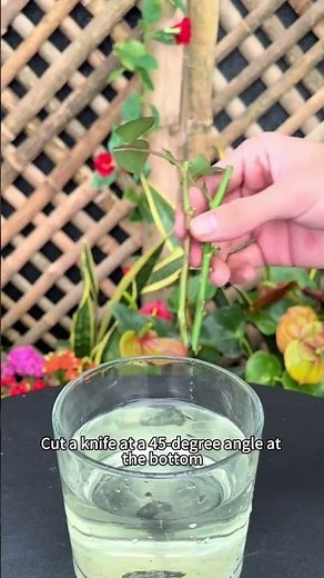 How to Propagate Roses from Cuttings: Simple and Effective Guide #rosecuttings #plantpropagation