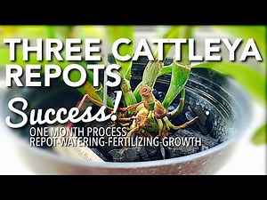 SUCCESSFUL CATTLEYA ORCHID REPOT | REPOT - WATERING - FERTILIZING - GROWTH | HOW TO REPOT CATTLEYA