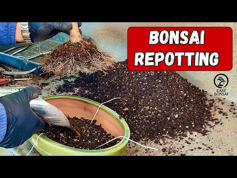 Bonsai Repotting - All You Need To Know In 1 Video.