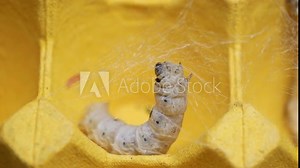 The silkworm first starts to spin a hammock of silk to support the cocoon. The hammock is a loose, irregular protective network of silk in which the cocoon will be suspended.