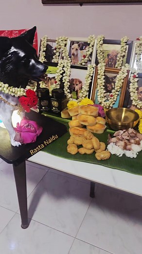 Deepavalli padayal for my kids Gone but Not forgotten. stay till ma will meet u soon ♥️ @FAUZIAH PAWS CARE