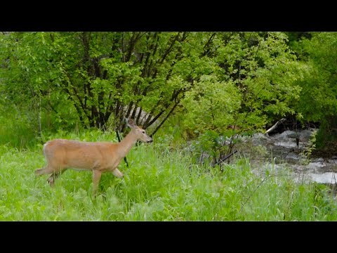 A Deer Pants for a Stream