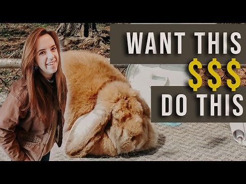 3 Tips To Sell Rabbits On Your Hobby Farm - Without Feeling Sleazy