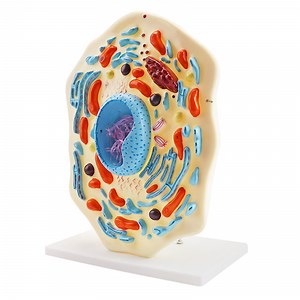 [Hot Item] Animal Cell Model Big Medical Education Enlarge Educational Model