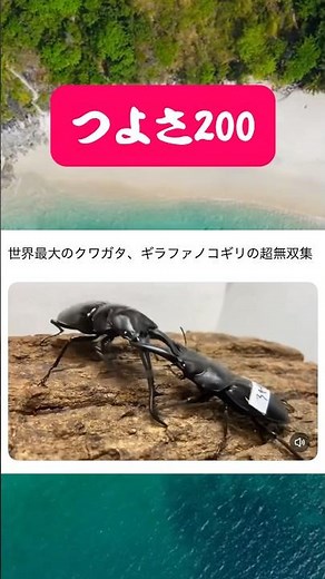 めちゃくちゃ強いつよさ200の世界最大のクワガタ ギラファノコギリ無双集 #shortvideo #クワガタ #ムシキング