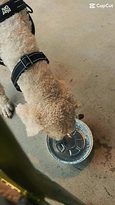 4.6K views · 188 reactions | Carolina Poodle Rescue on Reels | Facebook