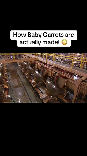 Understanding the Baby Carrot Production Process