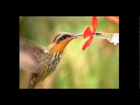 Hummingbirds Feeding In Super Slow Motion