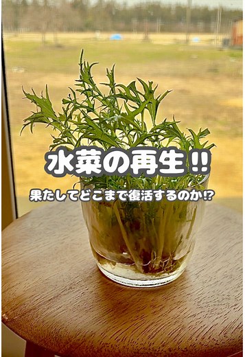 水菜の水耕栽培方法と家庭菜園の楽しみ方！