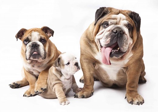 English Bulldog Pregnancy: Gestation Period, Weekly Milestones, and Care Guide