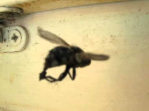 spider catching big fly strange sounds