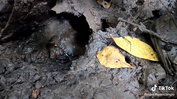 Exploring Muddy Wildlife: A Close-Up Nature Encounter