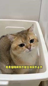 Essential Cat Care Daily Routine
