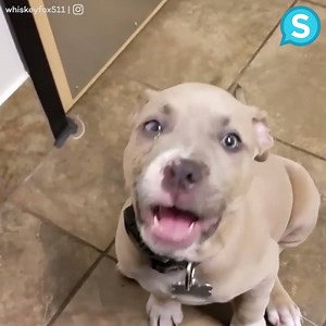 617K views · 4.5K reactions | Reasons why no one should ever have a pit bull as a pet | Animal Channel | Facebook