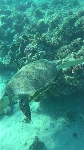 Hilton Marsa Alam Rafa