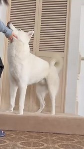 25 reactions | This new and stylish 2-in-1 winter puffer dog jacket with a built in harness offers comfort and control for seamless winter walks!❄️ | Canada Pooch | Facebook