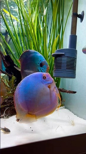 Amazing blue diamond discus fish 😍