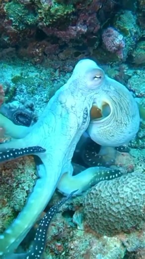416K views · 17K reactions | The amazing color changing octopus  | I Love The Ocean | Facebook