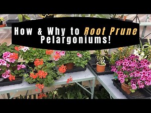 ROOT-PRUNE A GERANIUM (PELARGONIUMS)- how and why