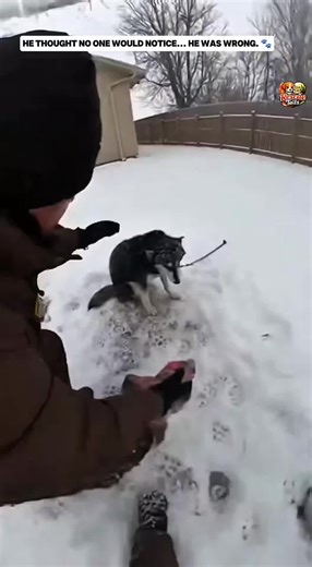 Owner Arrested After a Delivery Driver Exposed the Horrifying Truth About His Dog 😱🐶 #husky #AnimalCruelty #HeroDeliveryDriver #DogRescue #TruthRevealed