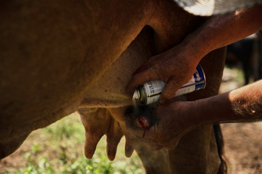 Border Report Live: US confirms case of New World screwworm