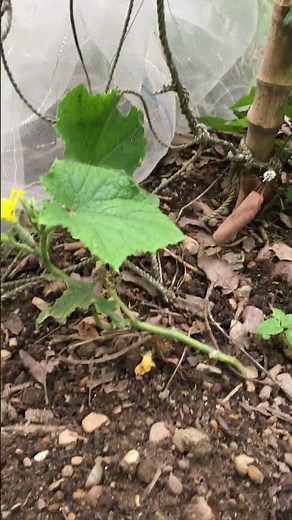 Cucumber female flowers are starting to bloom. 40 days after planting, May 23, 2026