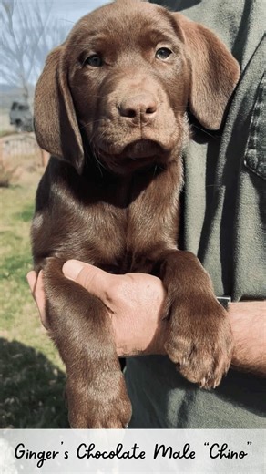 Ginger's Chocolate Male Lab Puppy "Cappuccino" aka "Chino" #chocolatelabs #labpuppies