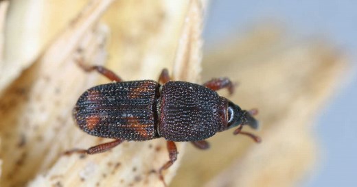 Charançons : comment se débarrasser de ces insectes ?