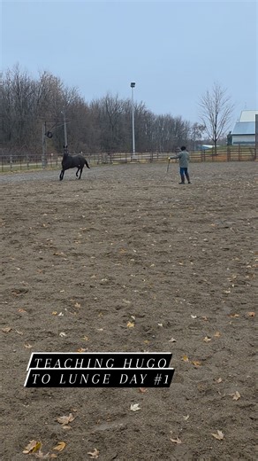 6K views · 56 reactions | Hugo's first time lunging EVER! They dont exactly lunge horses at the track nor does he need it prior to riding BUT here we focus on making horses really well rounded and groundwork is part of that! ✌️ #groundwork #horsebackriding #horses #horseriding #horselife #HorseTraining | North Country Thoroughbreds | Facebook