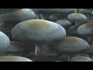 The Making of "Amazing Life" (2007)