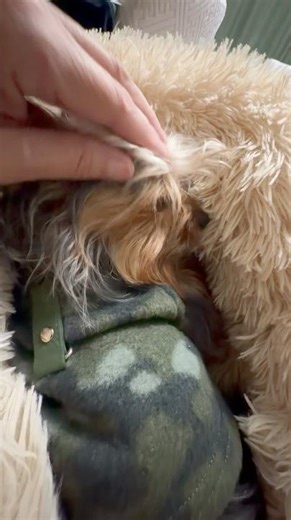 Ralphie all cozy in his fluffy bed on Mama's lap, rocking. #dogshorts #cuddly #cute #yorkie 🥰